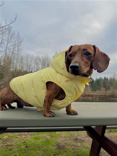 Puffer Dog Coat - Butter Yellow & Turquoise