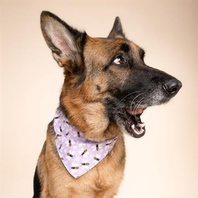 Honey Bees Dog Bandana