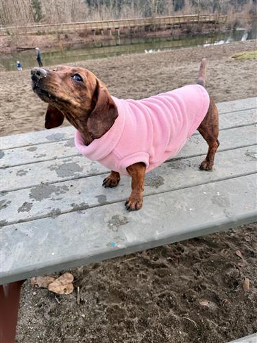 Fleece Dog Pullover