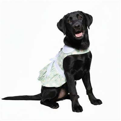 Mint Green Daisy Dog Dress with Matching Leash