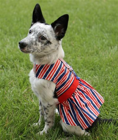 Patriotic Dog Dress with Matching Leash