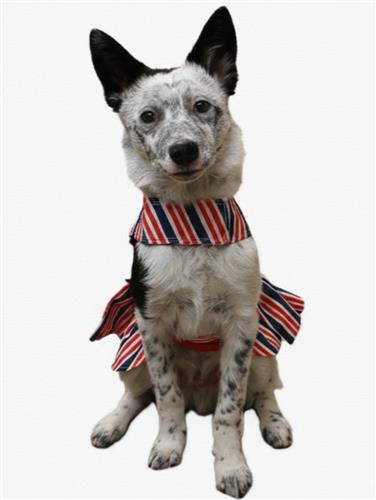 Patriotic Dog Dress with Matching Leash