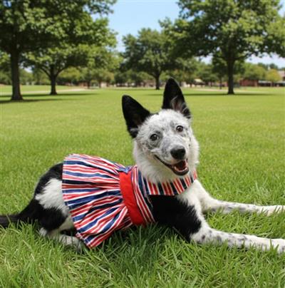 Patriotic Dog Dress with Matching Leash