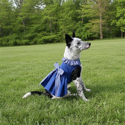 Blue Gingham Dog Dress with Matching Leash
