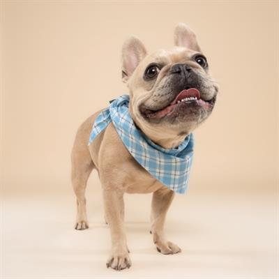 Bobbie Dog Bandana