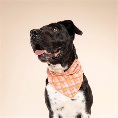 Stevie Dog Bandana