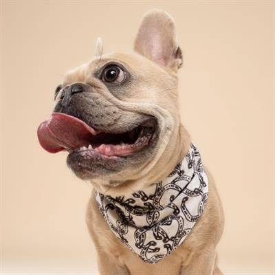 Lucky Horseshoe Dog Bandana