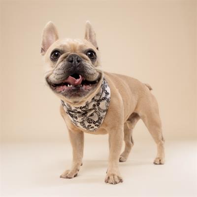 Lucky Horseshoe Dog Bandana