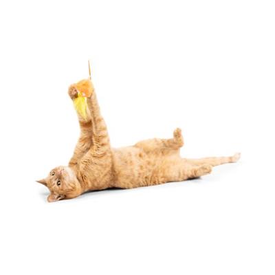 Goldfish Flinger Cat Toy