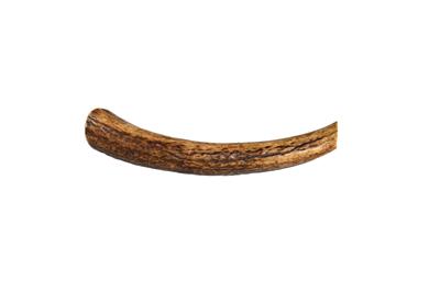 Medium Whole Elk Antler (Grade A) — Bulk/Case Pack Wholesale — Long-Lasting Natural Dog Chew