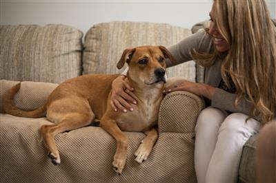 Couch Companion Bolstered Dog Sofa Throw