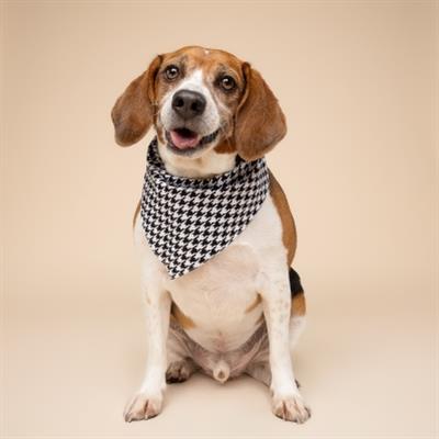 Little Houndstooth Dog Bandana