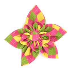 Bright Argyle Flower