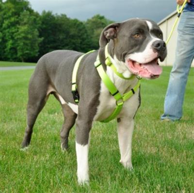 Coastal Standard Adjustable Nylon Dog Harness Red, 1ea/MD, 3/4In X 1830 in