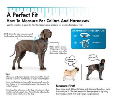 Coastal Round Nylon Training Dog Collar Black, 1ea/3/8 In X 22 in