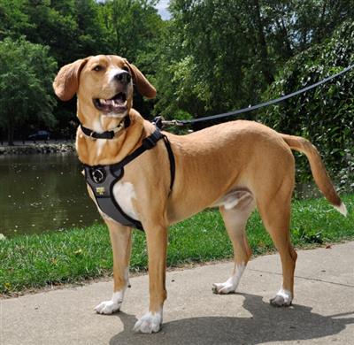 Walk Right FrontConnect Padded Dog Harness Black, 1ea/SM, 1624 in