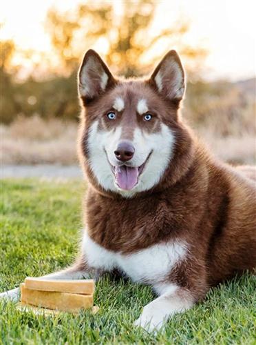 Himalayan Yak Chews - X-Large Sized - 5lbs. Bulk