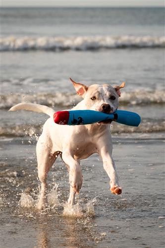 GURU Fry Guys Floats ‘Billy'