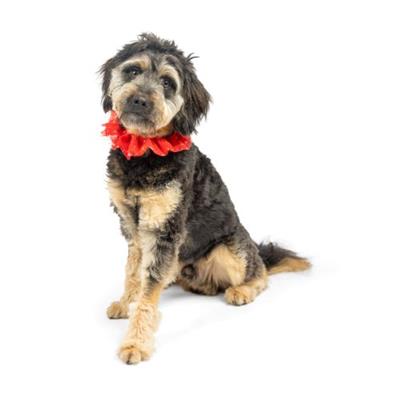 Gold Stars Tulle Scrunchie