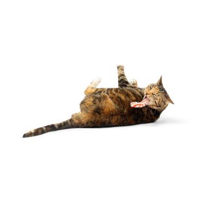 Candy Cane Nipper Cat Toy