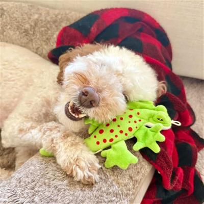 Tall Tails Dog Stuffless Lizard 8 Inches