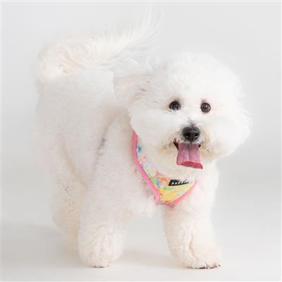 Nola Harness A by Puppia®