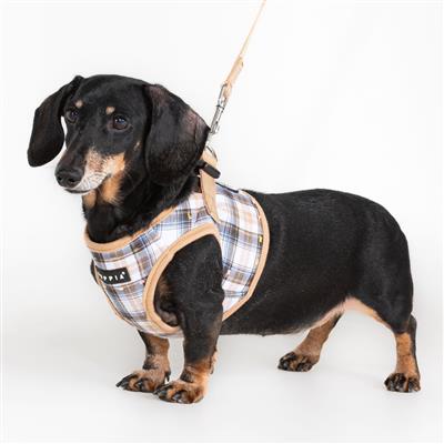 Windsor Harness B by Puppia®