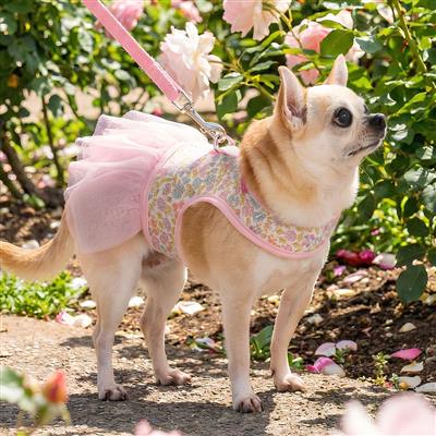 Ione Harness D by Pinkaholic®