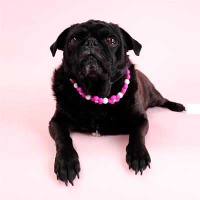 Flower Bracelet Dog Collar | Beaded Dog Collar