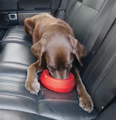 Kurgo Dog Splash Free Bowl Red