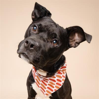 Hot Dogs Dog Bandana