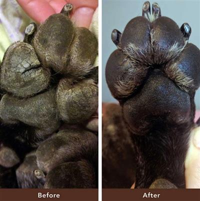 Natural Dog Company Dog Paw Soother Stick 2oz.