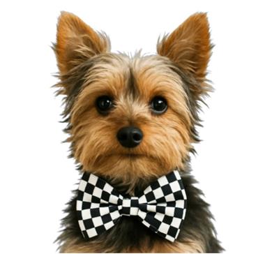 BLACK & WHITE CHECKERED - DAPPER DEXTER DOG BOW TIE