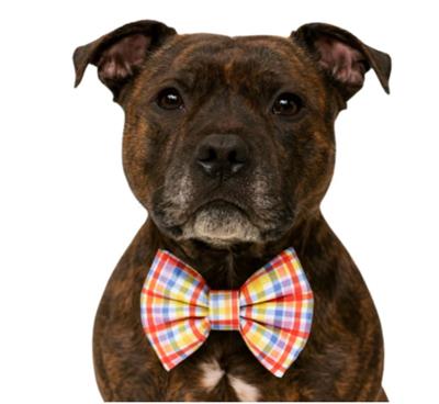 RED YELLOW PURPLE PLAID - DAPPER DEXTER DOG BOW TIE