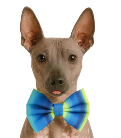 BLUE AND LIME OMBRE - DAPPER DEXTER DOG BOW TIE