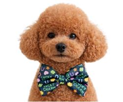 LUCKY CHARM - DAPPER DEXTER DOG BOW TIE