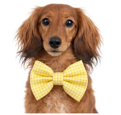 YELLOW GINGHAM - DAPPER DEXTER DOG BOW TIE