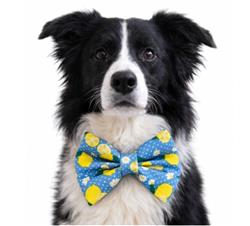 LITTLE LEMONS - DAPPER DEXTER DOG BOW TIE