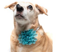 TEAL - COLLAR FLOWER