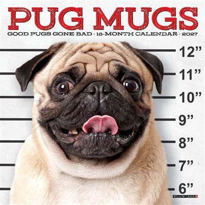 Pug Mugs 2027 7" x 7" Mini Wall Calendar