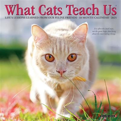 What Cats Teach Us 2027 7" x 7" Mini Wall Calendar