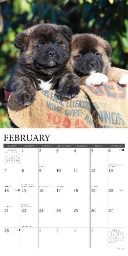 Akitas 2027 12" x 12" Wall Calendar