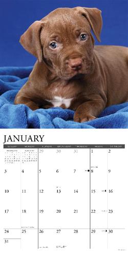 American Pit Bull Terrier Puppies 2027 12" x 12" Wall Calendar