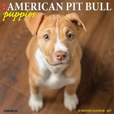American Pit Bull Terrier Puppies 2027 12" x 12" Wall Calendar