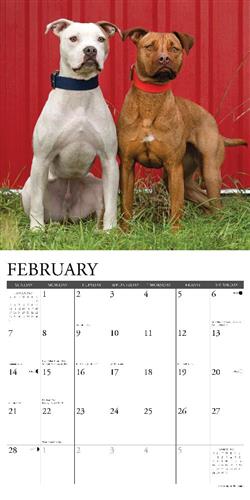 American Pit Bull Terriers 2027 12" x 12" Wall Calendar