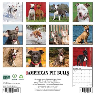 American Pit Bull Terriers 2027 12" x 12" Wall Calendar