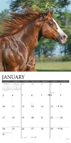 American Quarter Horses 2027 12" x 12" Wall Calendar
