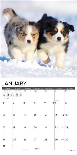 Australian Shepherd Puppies 2027 12" x 12" Wall Calendar