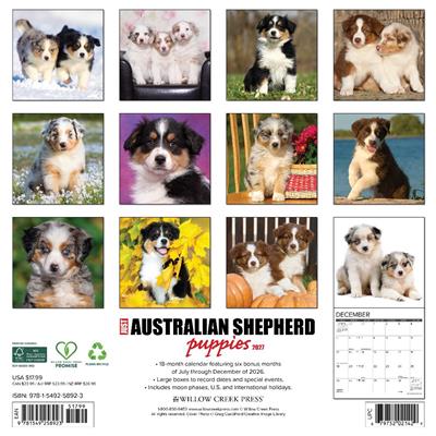 Australian Shepherd Puppies 2027 12" x 12" Wall Calendar