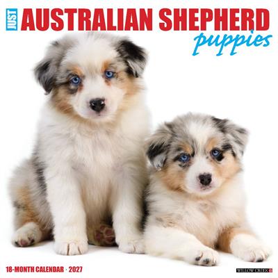 Australian Shepherd Puppies 2027 12" x 12" Wall Calendar